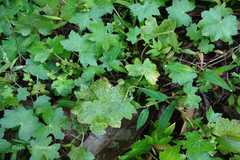 Hydrocotyle javanica